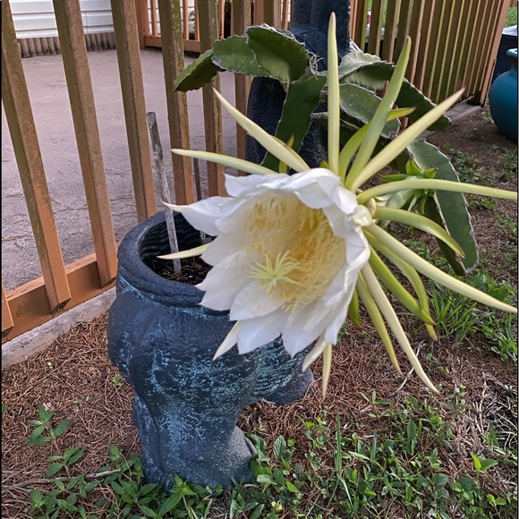 Meet your Posher, Lesly - Picture 2 of 16